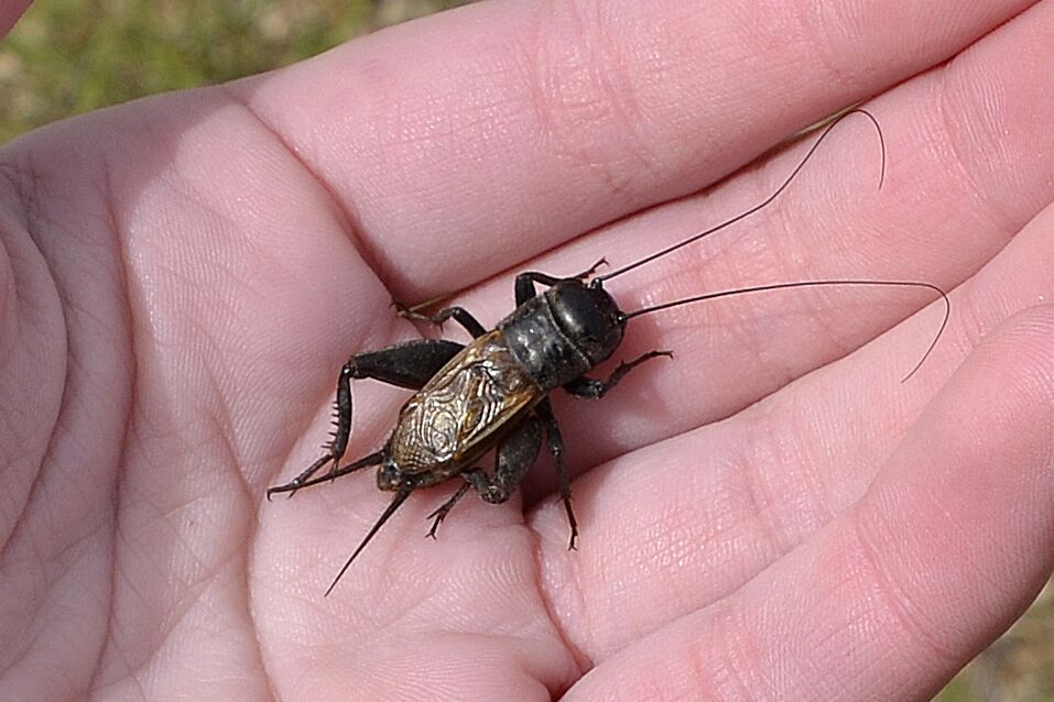 How Do Crickets Get in the House? Pest Control Zone