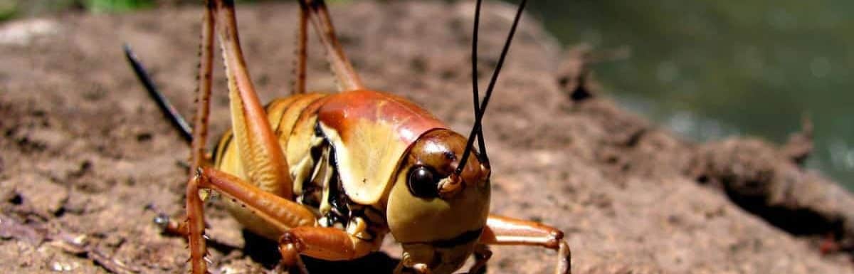 Everything You Need to Know About Crickets: A Complete Guide - Pest ...