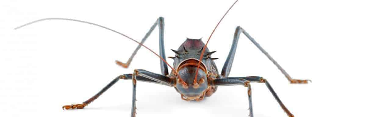 Why Do Crickets Chirp at Night?