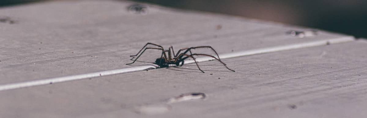 How to Get Rid of Spiders in Your Car - Pest Control Zone