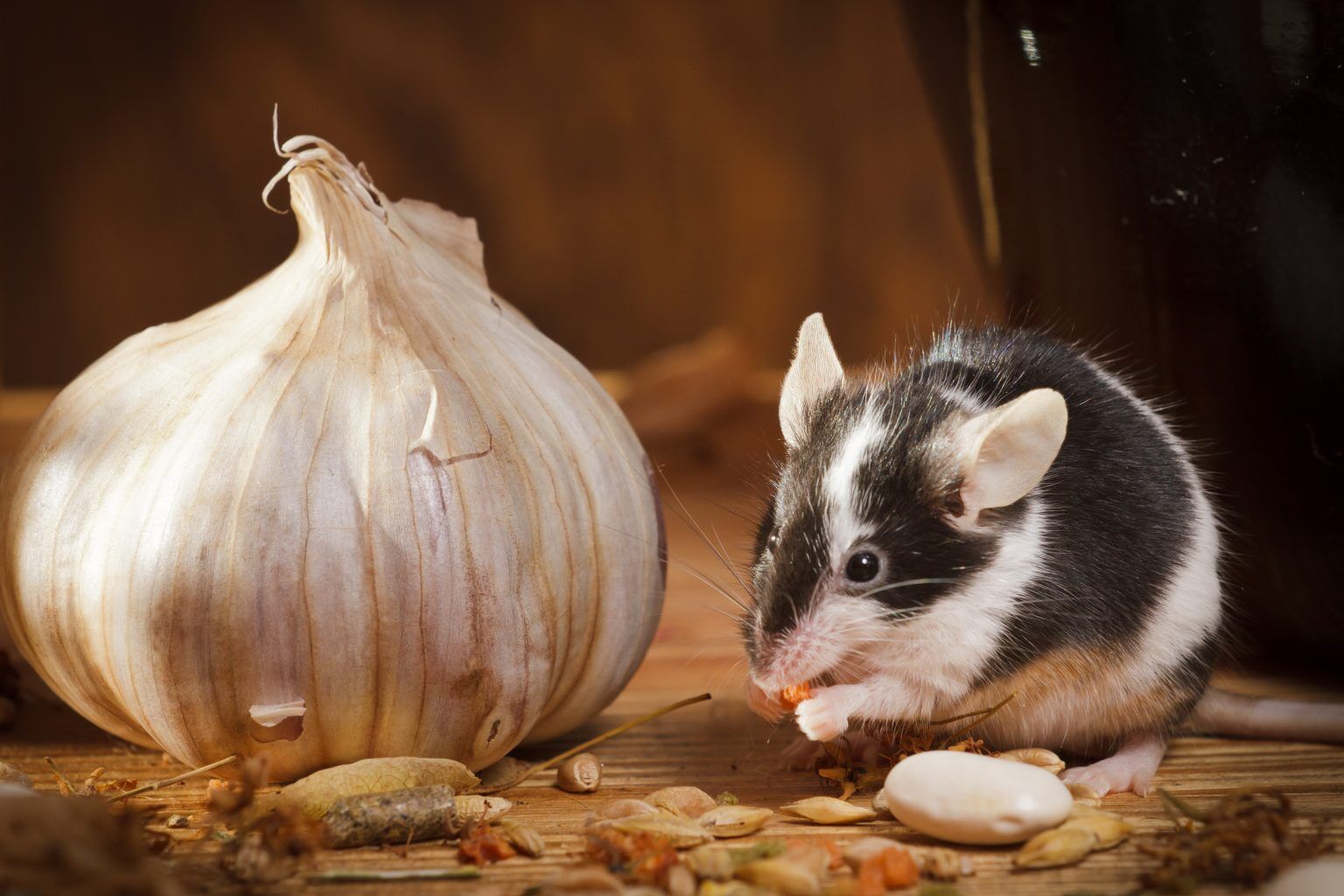 How Long Can a Mouse Live Without Food? Pest Control Zone