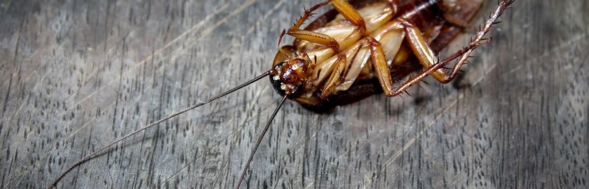 the-truth-about-what-cold-temperature-kills-cockroaches-pest-control-zone